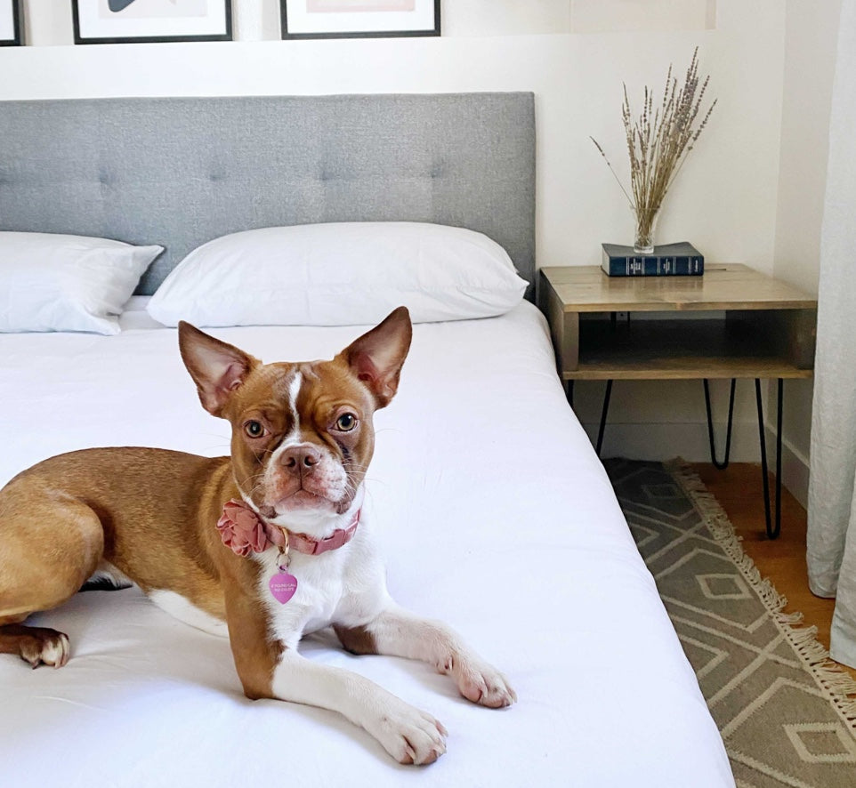 A medium-sized brown and white dog lounges on their new favourite sleeping spot- the Endy Upholstered Bed.