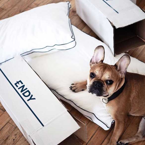 French bulldog next to two Endy Pillows and boxes.